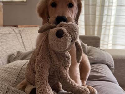 災害時に役立つ！愛犬との避難グッズと防災の心得