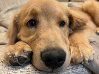 多頭飼いに挑戦！成功させるポイントと注意点