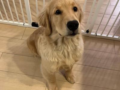 ドッグラン活用術！マナーと注意点を学ぼう