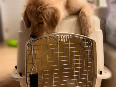 犬と暮らす人が抱える悩みを解消する Q&A まとめ