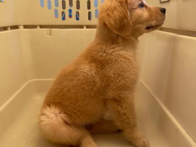 初心者も簡単！愛犬のためのトリミング基礎知識