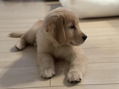 愛犬と暮らす幸せな毎日を叶える Dog Life のヒント10選