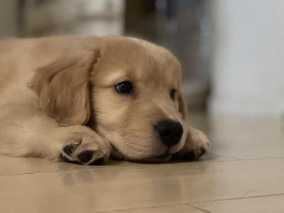 犬好きが選ぶ、本当に役立つ ペットグッズ ベスト5