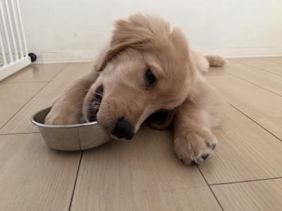 初めて犬を飼う前に知っておきたい お迎え準備 完全ガイド