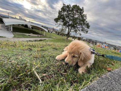 犬とのおでかけに最適な ドッグフレンドリーカフェ 7選