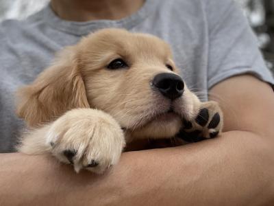 愛犬の健康寿命を延ばすための 食事とケア のコツとは？