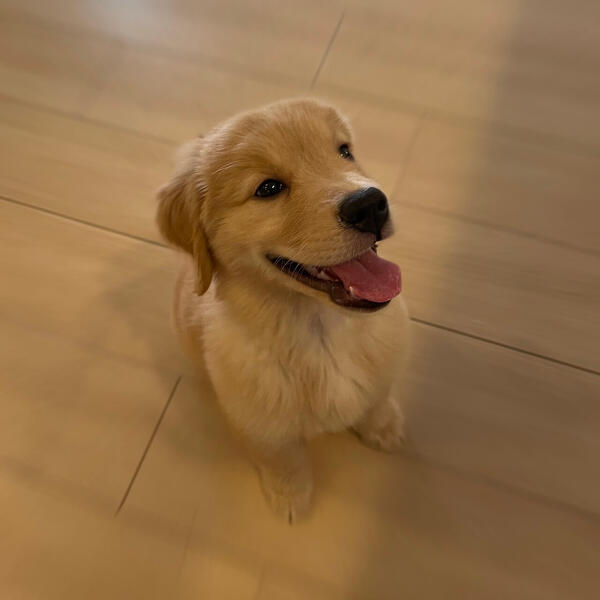 犬の困った行動を直す、効果的なしつけ法まとめ