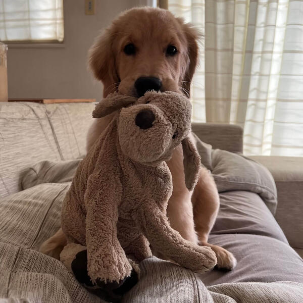 災害時に役立つ！愛犬との避難グッズと防災の心得