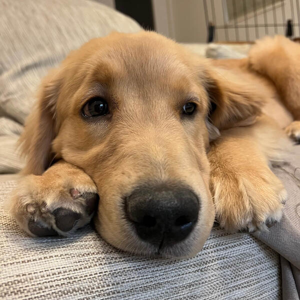 獣医師に聞く！愛犬の健康診断、これだけは押さえておきたいポイント