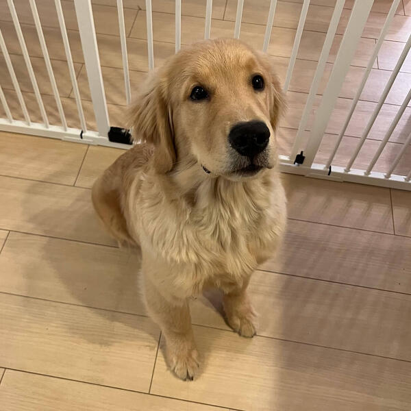 ドッグラン活用術！マナーと注意点を学ぼう