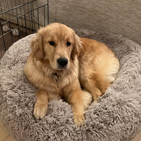 シニア犬と暮らすための、知っておきたい健康管理のポイント