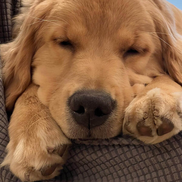 犬好き必見！愛犬との絆を深める トレーニング方法