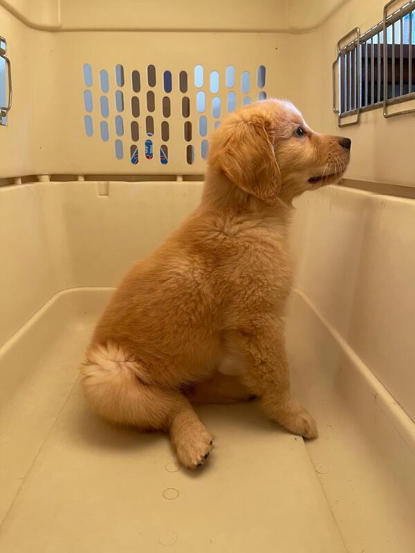 初心者も簡単！愛犬のためのトリミング基礎知識