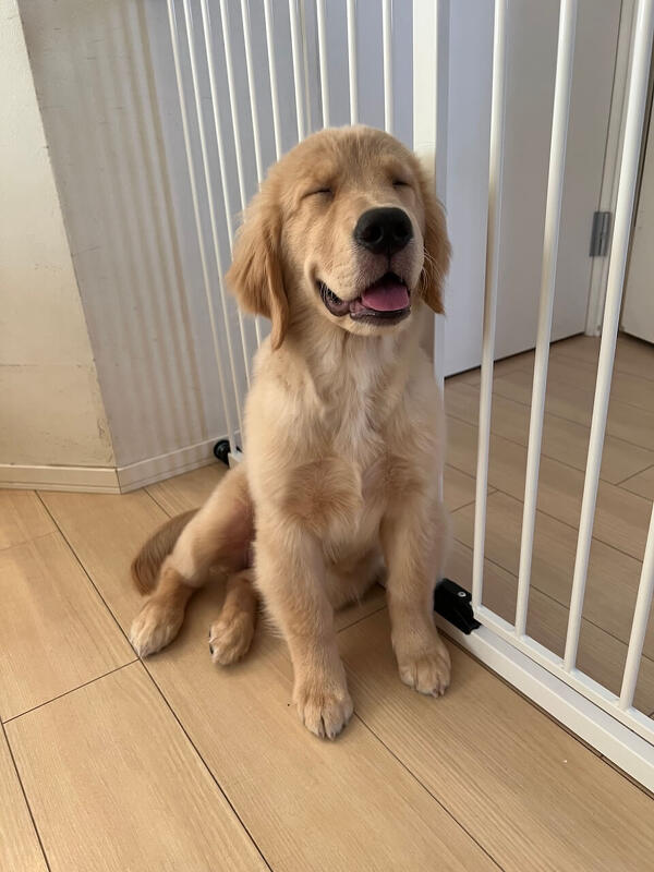 ペットと泊まれるおすすめの宿特集！全国厳選5施設