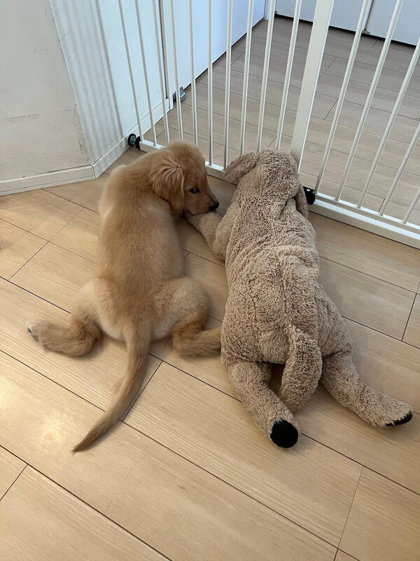 愛犬との絆を深める 室内遊びアイデア 7選