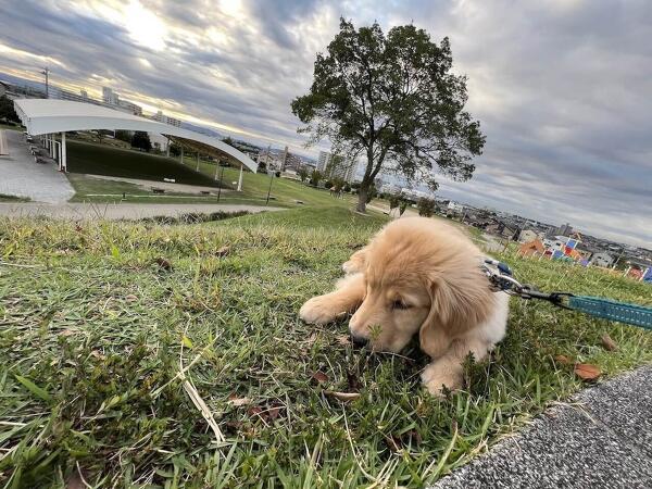 犬と一緒に楽しめる趣味を見つけよう！おすすめの アウトドア体験